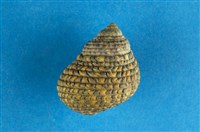 藏品(草蓆鐘螺)的圖片